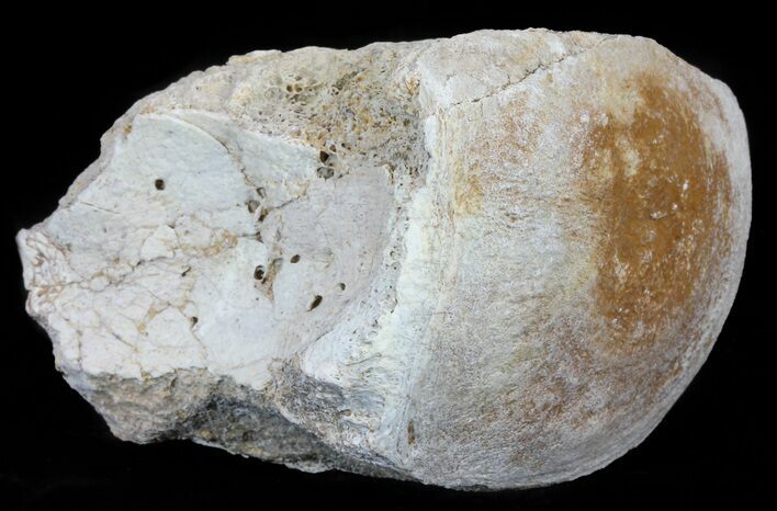 Fossil Brontotherium (Titanothere) Vertebrae - South Dakota #60643